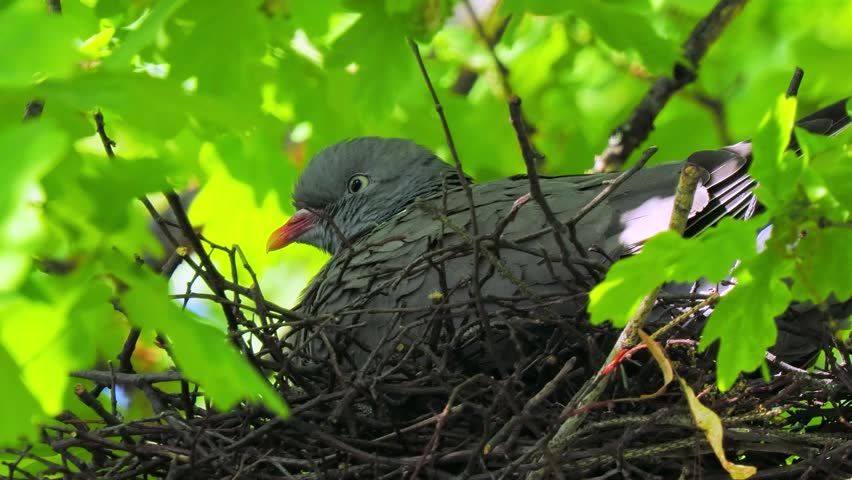 Wood pigeon sitting on a nest in the forest,  high quality sound
