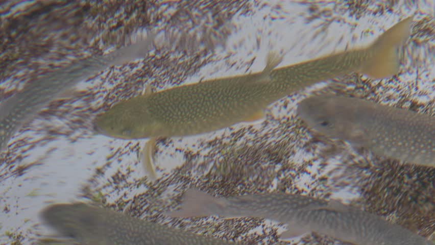 Trout is a generic common name for numerous species of carnivorous freshwater ray-finned fishes belonging to the genera Oncorhynchus, Salmo and Salvelinus, all of which are members of the subfamily