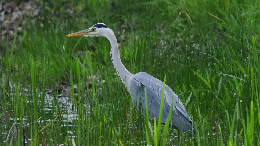 grey heron hunts for its prey near the lake