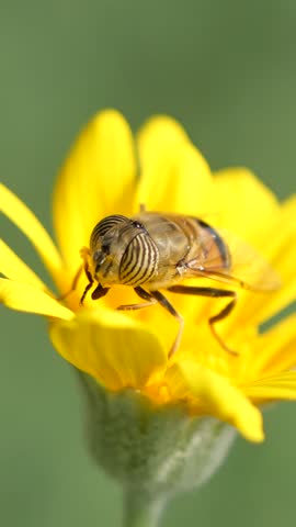 Flying honey bee collecting pollen at yellow flower.