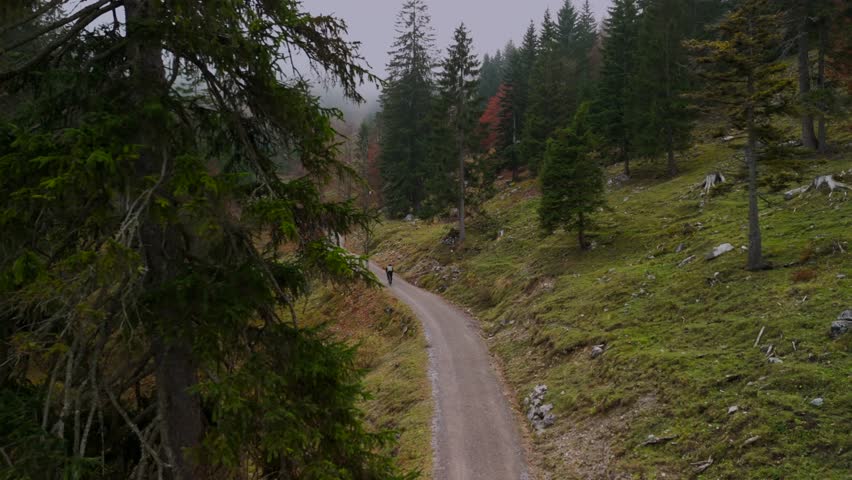 Male cyclist riding up mountainous dirt road on gravel bike in fall in foggy weather through coniferous forest rear view in Germany. Drone footage rider cycling uphill in fall in Alps misty atmosphere