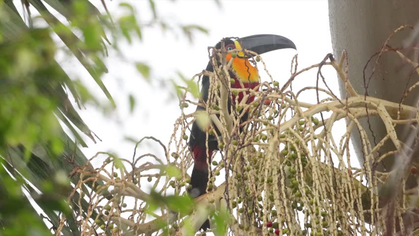 Channel-billed Toucan, Ramphastos vitellinus, eating red fruits from a Palm tree. In the beautiful Atlantic forest in Florianópolis, State of Santa Catarina, Brazil.