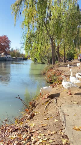 Geese on the Tagus River near the Royal Palace of Aranjuez, Madrid, Spain