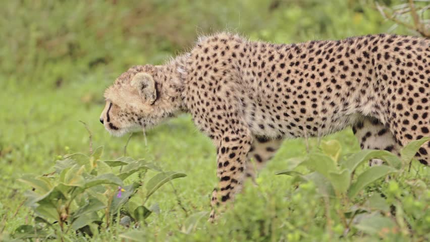 Cute Baby Cheetah Cub in Africa in Serengeti National Park in Tanzania, Tiny Young Baby Animals Close Up of Walking on African Wildlife Safari Animals Game Drive