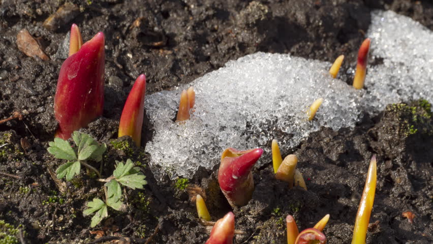 Young sprouts from the ground under the snow. Spring season, snow melting. Time lapse