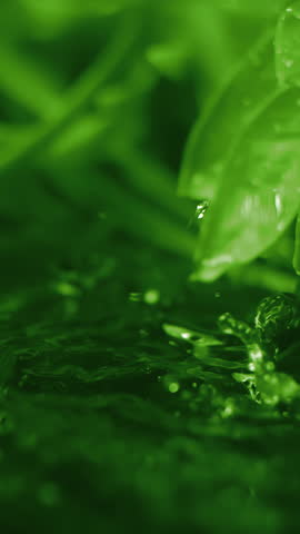 Slow motion macro vertical video of water droplet falling from fresh green leaf. Herb skin care medicine concept. Herbal essence dropping from leaf. Organic serum drop or green tea tree oil extract