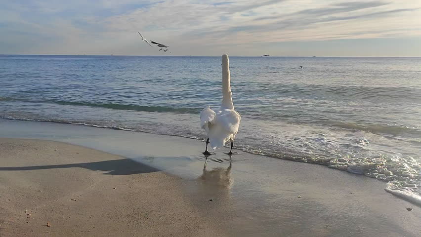 Beautiful big bird white swan on sea. Bird white swan standing on sand on sandy beach of sea coast against background of sea and sea waves on sunny morning. Bird with a long neck and white feathers