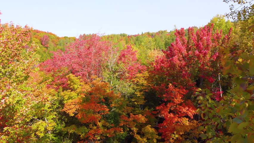 Vibrant autumn colors stunning forest in Thunder Bay, Northern Ontario, Canada, Rich red, yellow and orange foliage under clear skies.