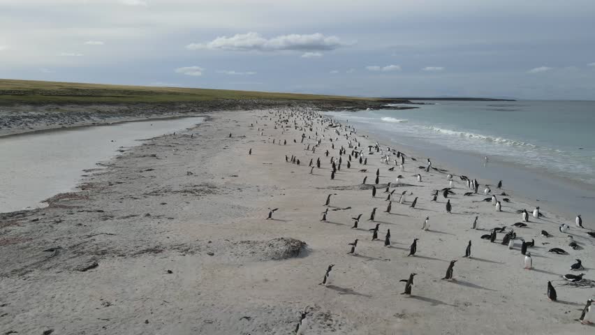 Large colony of penguins is gathering on a white sand beach near calm ocean water on the falkland islands