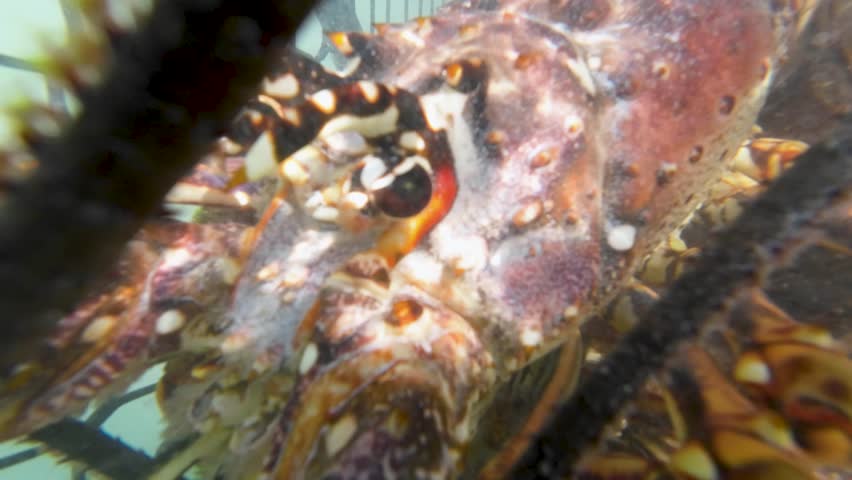 Close up big spiny lobster face underwater caribbean sea inside trap