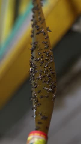 Vertical video. Sticky paper fly catcher tape with dead flies. Trap for insects.