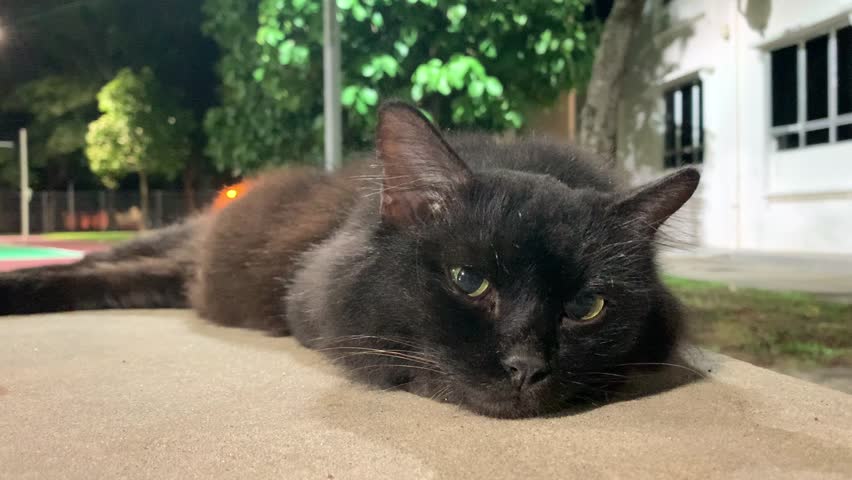 A black cat lying, sleeping, staring at you