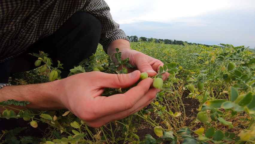 Close up to male hands of agronomist holding and exploring chickpea beans at field. Arms of young farmer touching and examining garbanzo peas at green meadow. Concept of agricultural business