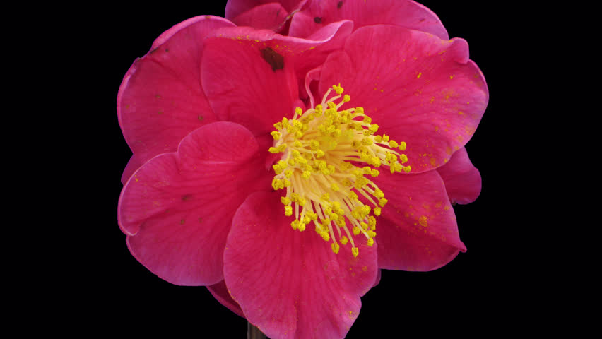 Time lapse of dying red camellia flower with ALPHA channel