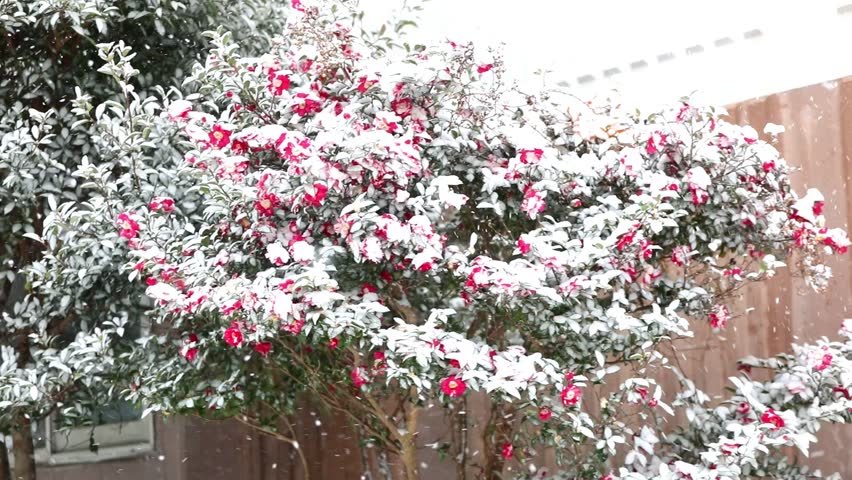 This is a beautiful sight of camellia flowers blooming in the snow on a snowy day.