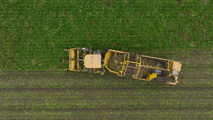 Sugar beet harvesting in a field where one machine picks up the sugar beets and loads them in a trailer pulled by a tractor that is waiting alongside the field.