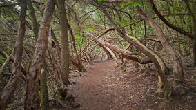 Winding dirt path meanders through a tunnel of twisted branches and lush foliage, creating a serene and enchanting atmosphere. Tenerife, Spain. - Powered by Shutterstock - Get 15% off with code: PIKWIZARD15