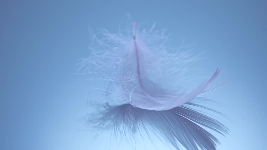 Feather, Beautiful blue feather. Birds feather texture, with reflection, close up. One Bird feather rotating, macro shot. Softness concept. Slow motion
