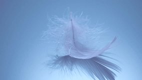 Feather, Beautiful blue feather. Birds feather texture, with reflection, close up. One Bird feather rotating, macro shot. Softness concept. Slow motion - Powered by Shutterstock - Get 15% off with code: PIKWIZARD15