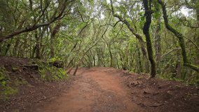 Winding dirt path meanders through a tunnel of twisted branches and lush foliage, creating a serene and enchanting atmosphere. Tenerife, Spain. - Powered by Shutterstock - Get 15% off with code: PIKWIZARD15
