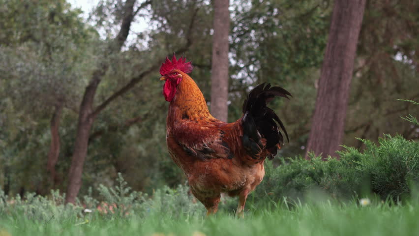 Rooster on grass in farmyard, flapping its wings against the backdrop of trees in rural area. Agriculture and bird concept