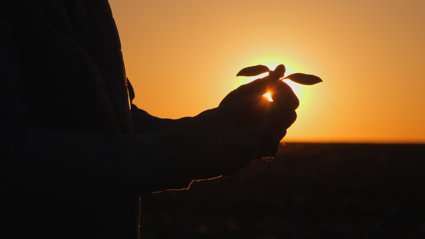 Close-up of a farmer's hands holding a sprouting plant against a glowing sunset, symbolizing growth, sustainability, and connection to nature