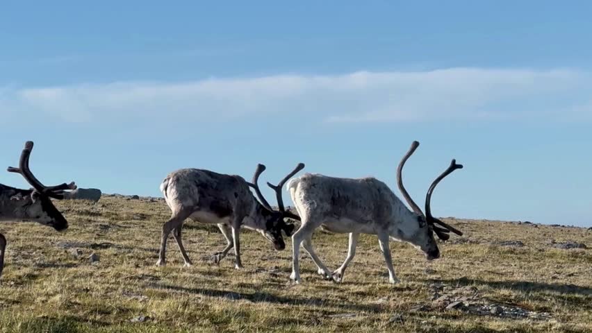 A majestic reindeer with striking antlers roams a serene snowy forest, showcasing winter's beauty and wildlife resilience. Perfect for nature, holidays, or cultural projects
