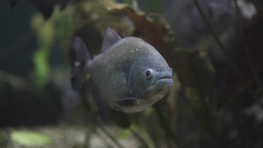 This is a close-up of a red-bellied piranha Pygocentrus nattereri in a tropical aquarium. The silver-bodied predator is showcased with detailed features, swimming in its aquatic habitat. 