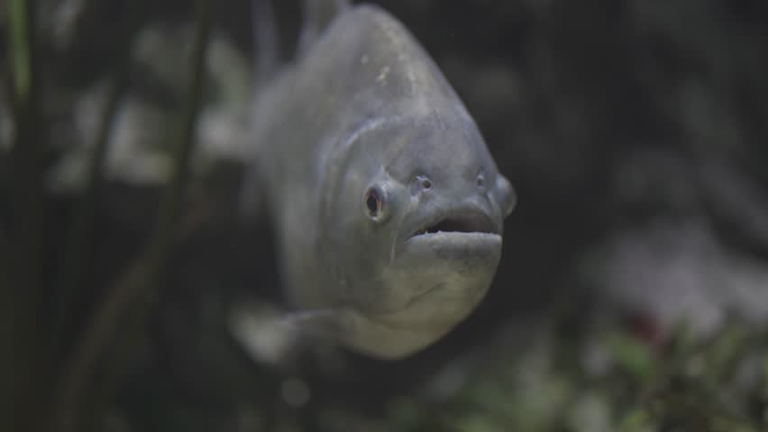 A close-up of a red-bellied piranha Pygocentrus nattereri in a tropical aquarium, highlighting its silver body and predator features as it swims in its vibrant aquatic environment. 