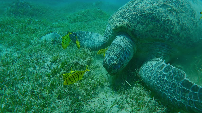 Close up of Sea Turtle on sandy seabed greedily eating green sea grass accompanied by group of Trevally fish, Slow motion. An underwater, close-up shot of a Green Sea Turtle (Chelonia mydas) as it greedily feeds vivid green seagrass on the sandy-silty seabed in tropical waters. Several vibrant yellow, juvenile Golden Trevally (Gnathanodon speciosus) swim closely around the turtle