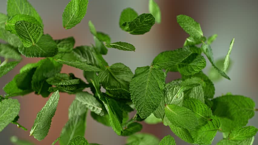 Super slow motion of flying fresh mint leaves after harvest with camera movement. Filmed on high speed cinema camera, 1000 fps.