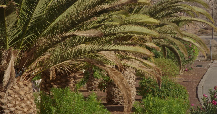 Tropical Palm Trees with Textured Trunks in Mediterranean Garden Setting. Close-up view of Canary Island Date Palms with their distinctive scaled bark and flowing fronds against the desert landscape