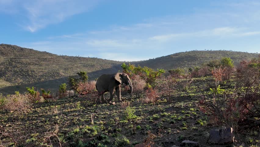 Safari Tour At Kruger National Park In South Africa. African Animals Landscape. Safari Tours Trip. Kruger National Park In South Africa. Big Five Animals. Wildlife Self Safari.