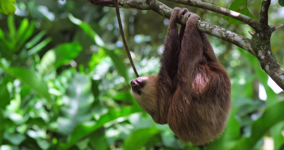 Wild two-fingered sloth hanging upside down from a branch in a tropical forest in Costa Rica. 