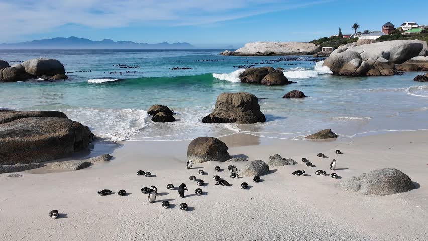 Boulders Beach At Cape Town In South Africa. Penguin Colony Scene. Wild Animals. Beach Landscape. Boulders Beach At Cape Town In South Africa. Seascape View. Wildlife Marine Animal.