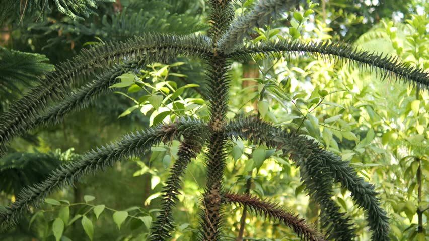A unique and distinctly spiky green plant thriving in its vibrant and natural habitat