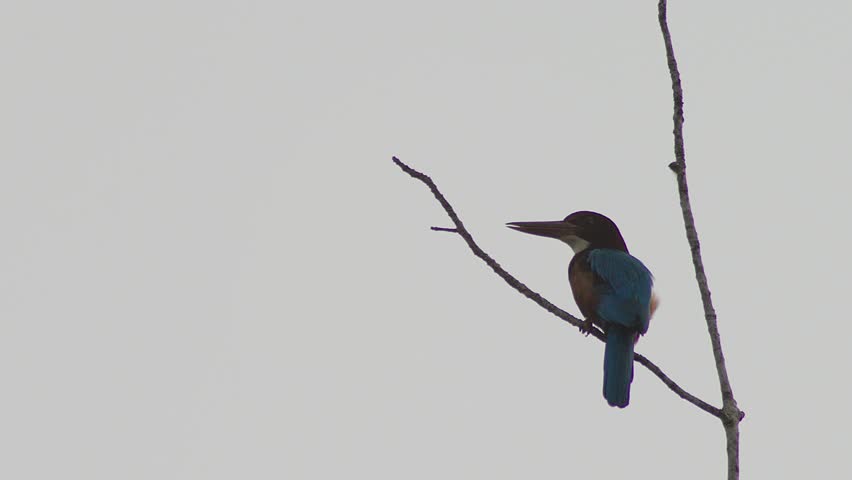 White throated small blue kingfisher standing on a branch of a tree making small head movements as it observing its surroundings during late afternoon hours.