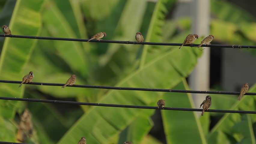 A group of eurasian tree sparrow birds are holding onto electrical wire as they are fluttering cleaning their feathers in late afternoon light with green palm tree in the background.
