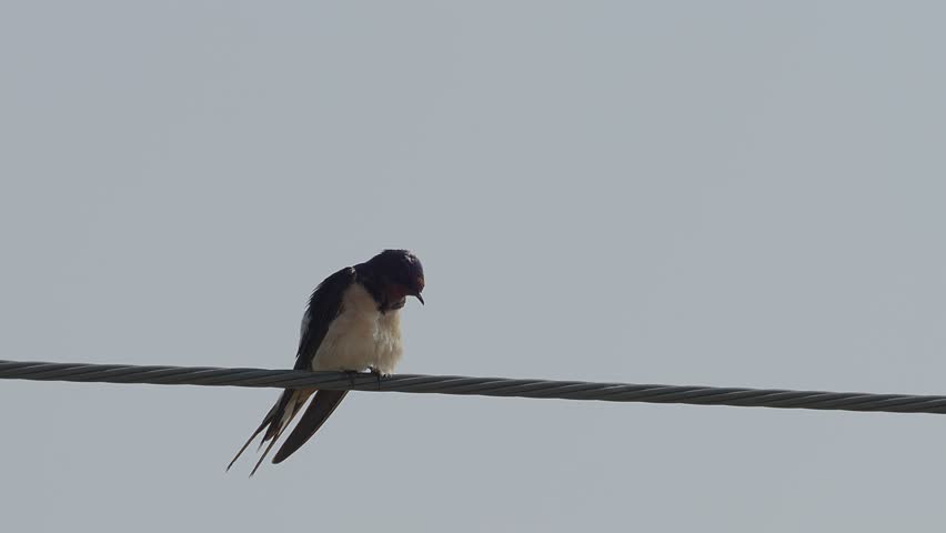 A small barn swallow bird is holding onto electrical wire as it is looking around and ovserving its environment while grooming fluttering it feathers with sunny sky in the background.