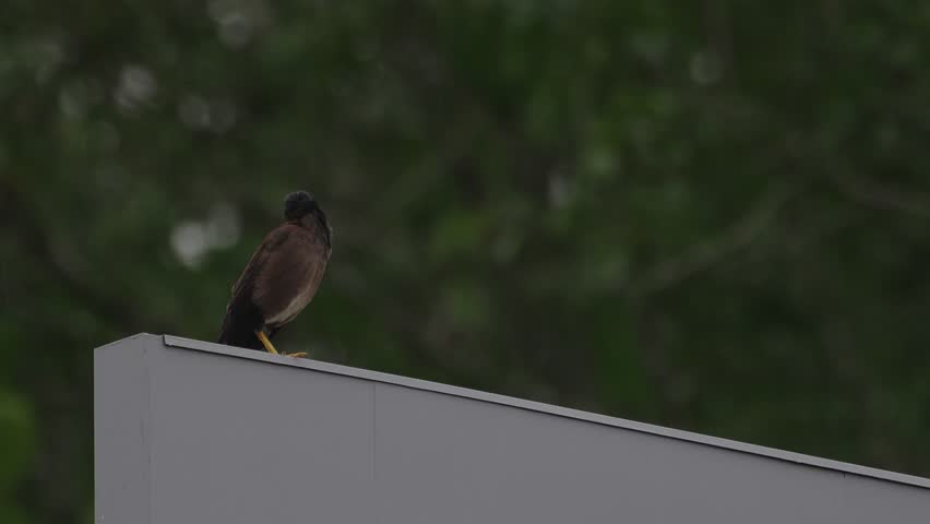 A brown balck common myrna is standing on the endge of a roof and walking off camera with green natural background.