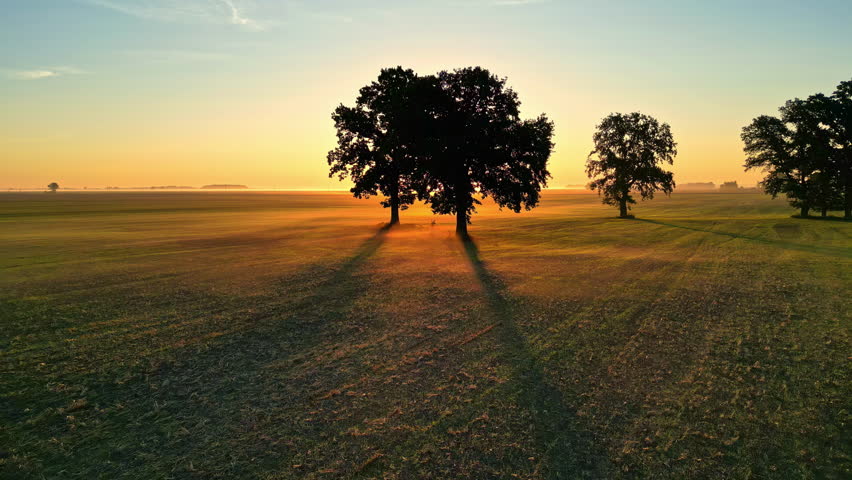 Trees casting long shadows on a serene field during sunrise