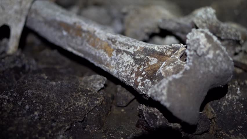 Close up shot of calcified moa femur on floor of South Island cave in New Zealand