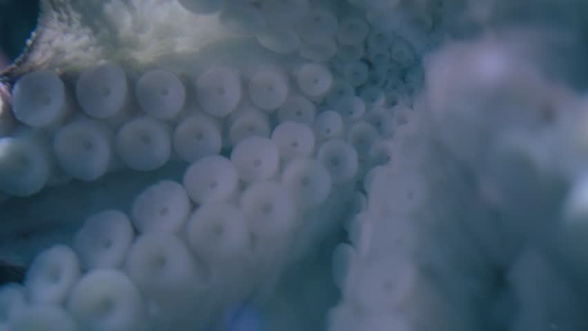 White suckers of a Giant Pacific Octopus underwater. Slow motion, close up.
