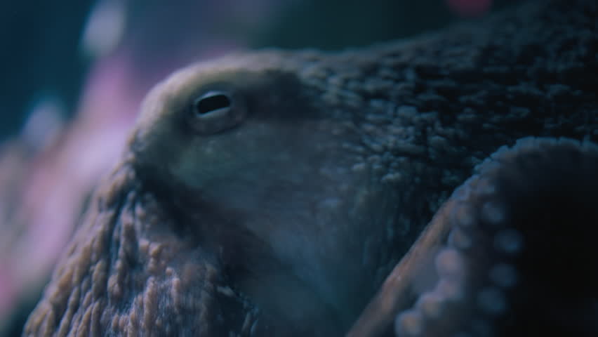 Close up of Giant Pacific Octopus slowly moving underwater. Slow motion.