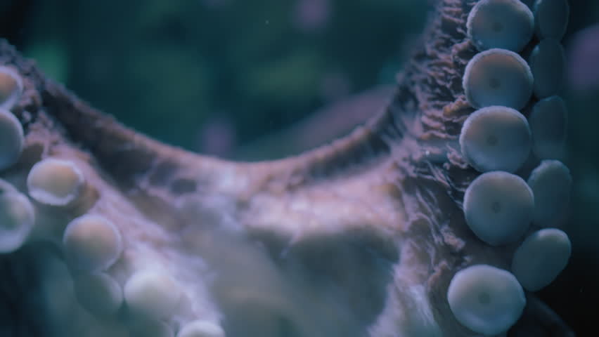 Giant Pacific Octopus slowly swimming underwater. Slow motion.