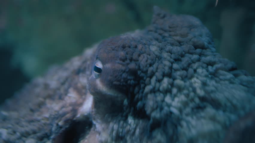 Close up of a Giant Pacific Octopus head. Slow motion.