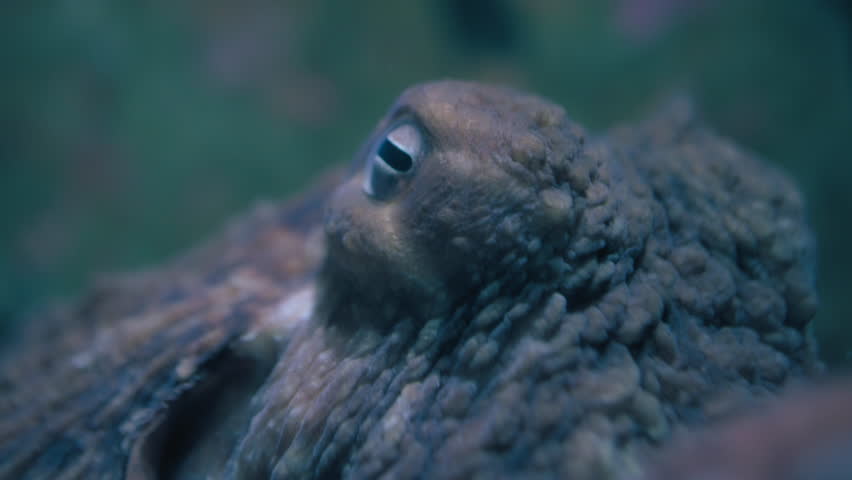 Close up of an eye of a Giant Pacific Octopus underwater. Slow motion.