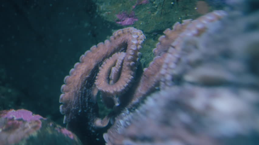 Big tentacles and suckers of a Giant Pacific Octopus underwater. Slow motion.