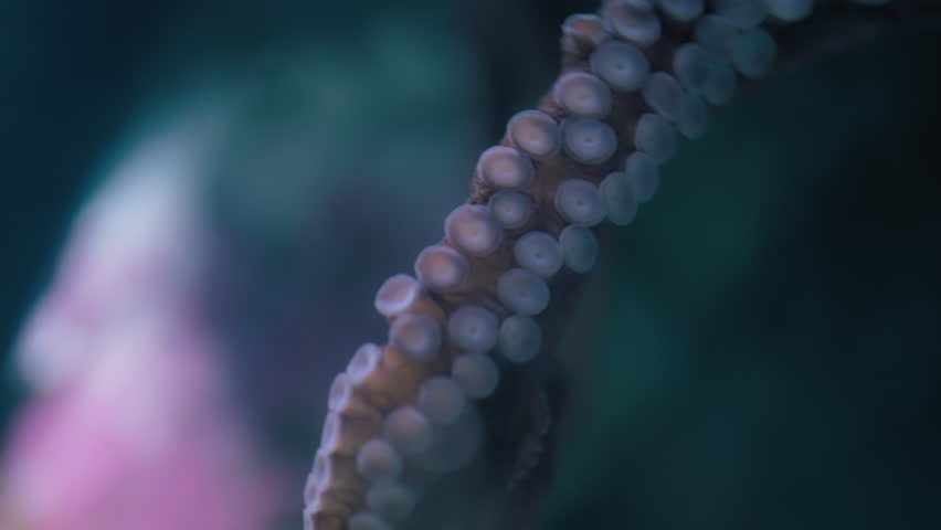 Close up of tentacles of a Giant Pacific Octopus. Slow motion.
