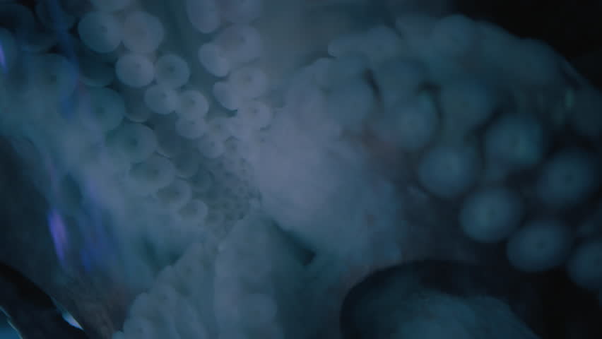 White suckers of a Giant Pacific Octopus. Slow motion, close up.